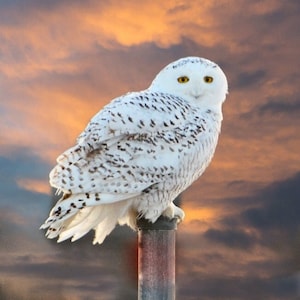 Snowy Owl, owl on gate post. white owl, wildlife in Vermont, for bird lovers, for nature lovers, Title: &quot; The Gate Keeper&quot;