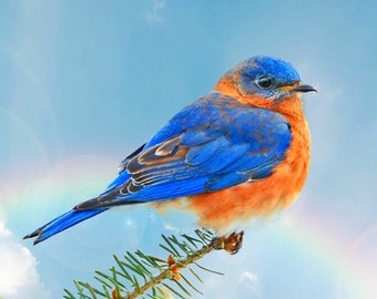 Bluebird on limb, bluebird photo, wall art, bluebird in snow, songbird photo, for bird lovers Title: "Weatherproofed !"