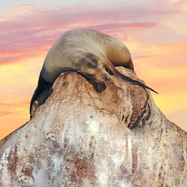 arte da parete, leone marino addormentato sulla roccia, fauna selvatica nel Mare di Cortez, foto umoristiche della fauna selvatica, per gli amanti della natura. Titolo: "OMG! Che giornata!"