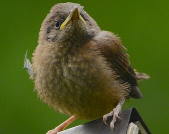 House Wren fledgling, cute bird picture, fledgling atop nest box, wild bird photo,  Title : "Well, I Made It So Far !"