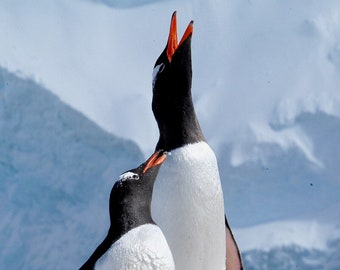 Penguin photo, picture of Gentoo penguins, Antarctic wildlife, nesting penguins, penguin courtship  Title: "Antarctic Serenade"