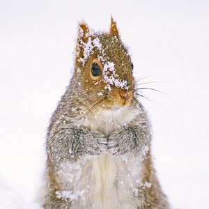Gray squirrel photo, picture for kids, Squirrel in snow, cute small animals, wildlife photo, for wildlife lovers  Title: &quot;Snow Critter&quot;