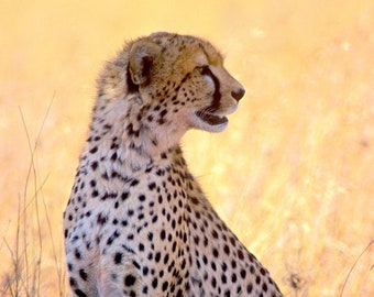 Cheetah photo, Cheetah relaxing in shade, African wildlife, wildlife photo   Title: "A Brief Repose"