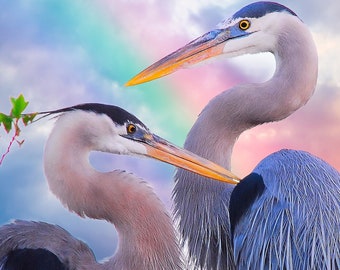 Great Blue Herons, herons at rookery, mated pair of birds, for bird lovers: "Feathered Sigmoids"