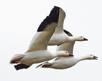 Image result for Free images Paintings and artwork a flock of snow geese Pinterest