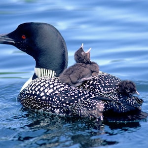 Loon with chicks, Loon chicks riding on parent, cute bird picture, Common Loon photo, for bird lovers  Title: &quot;All Aboard !&quot;