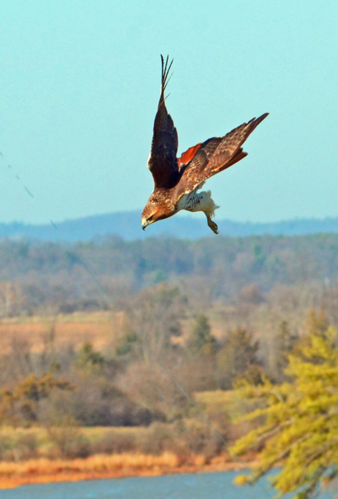 Redtailed Hawk Hawk in Flight Hawk Kiting Soaring Hawk Etsy