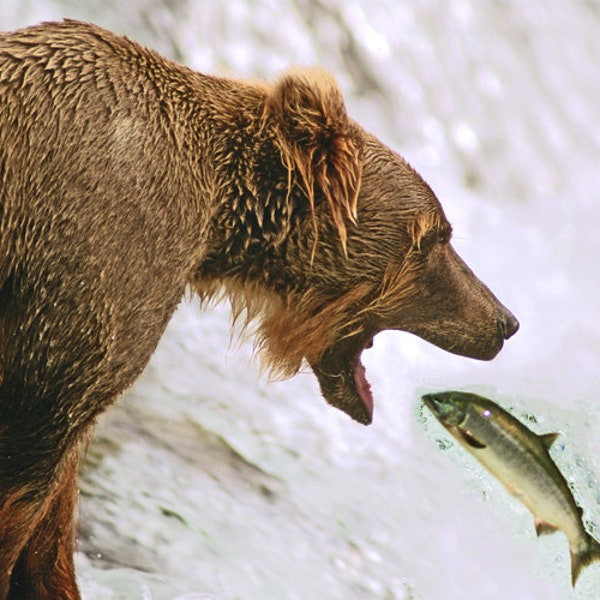 Ours brun d'Alaska, rivière Brooks, pêche à l'ours à Brooks Falls, saumon rose sautant, saumon sautant dans la gueule de l'ours, Titre : "Ooooops !"