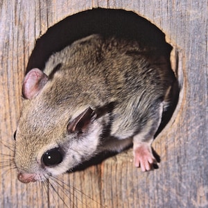 Flying Squirrel in Wood Duck nesting box, cute small animals, wildlife art, child&#39;s room decor, wall art, Title: &quot;Squatter&#39;s Rights !&quot;