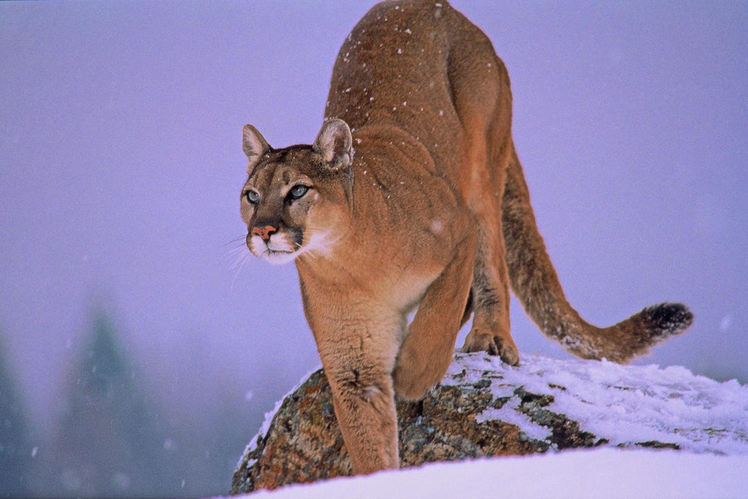 Puma puma fauna de Montana Bigfoot Mts. arte de vida silvestre grandes felinos Titulo Con sigilo Etsy Mexico