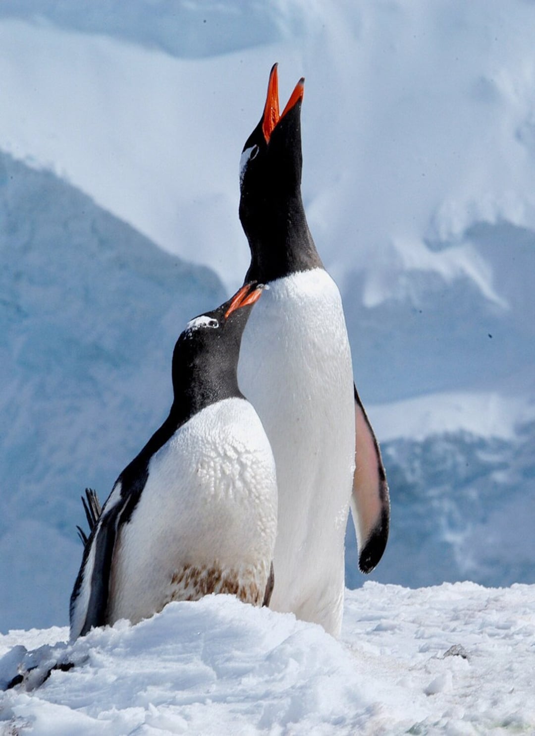Pinguïnfoto, foto van ezelspinguïns, Antarctische dieren in het wild,  nestelende pinguïns, verkering pinguïn Titel: \, image size:1080x1485