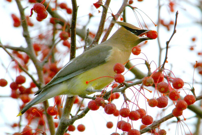 Cedar waxwing photo bird eating berries wild bird photo Etsy