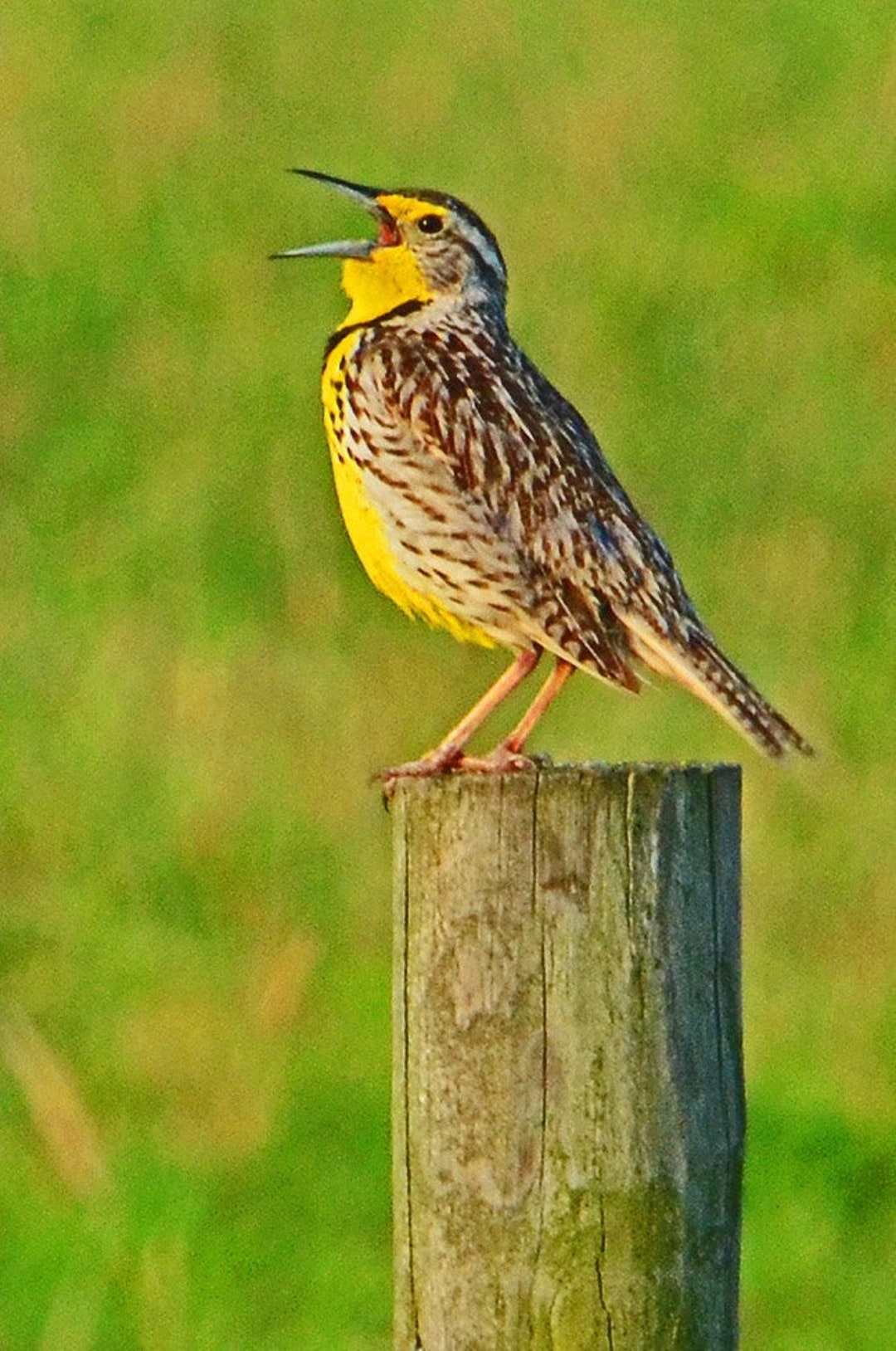 Eastern Meadowlark, VT Wildlife, Singing Meadowlark, Pretty Birds, Wall