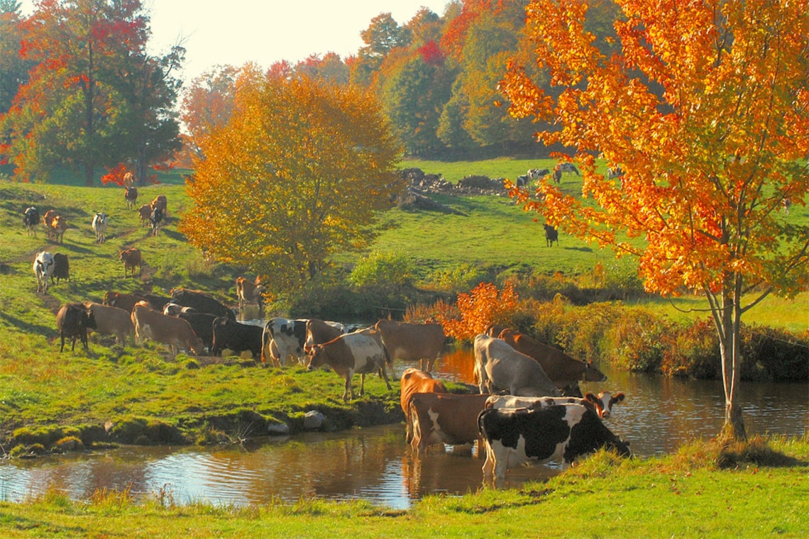 Fall Scenic With Cows, Vermont Farm Scene, Fall Foliage, Cows in Water