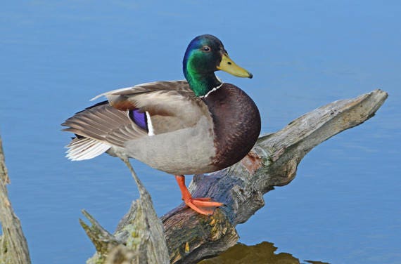 Mallard Duck Drake Mallard On Exposed Limb Puddle Etsy