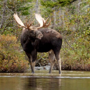 Bull moose in water, big bull moose, wildlife photo, moose photo  Title :  &quot;Calling in the Shallows&quot;