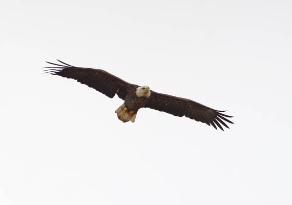 Bald Eagle In Flight Soaring Bald Eagle Mature Bald Eagle For Bird Lovers For Nature Lovers Vt Wildlife Title Steady Approach