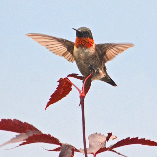 male Ruby-throated hummingbird, hummer on perch, feisty small birds, for nature lovers, cute birds, Title: "Start Your Engine !"