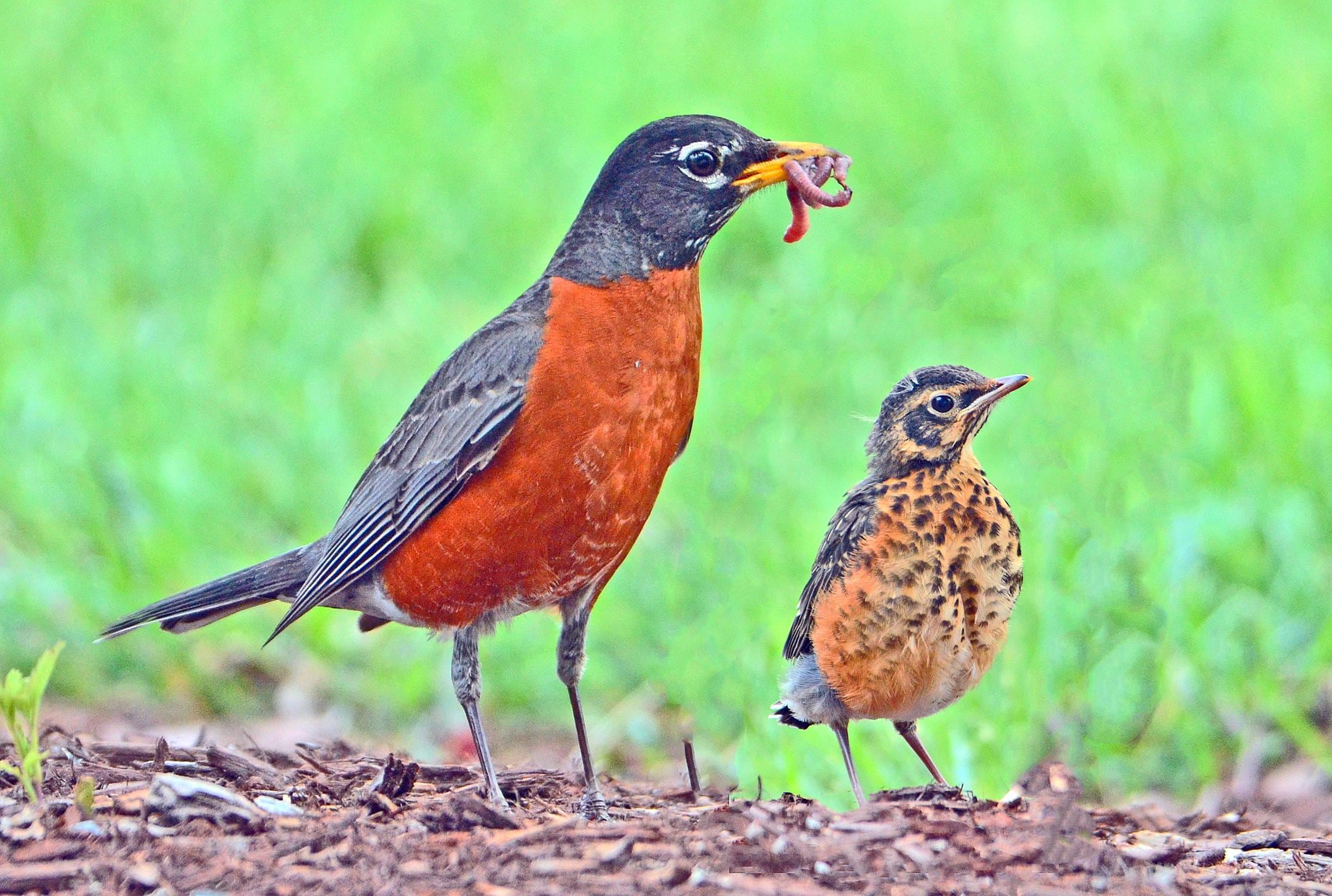 Spring Fledging American Robin and Fledgling, Cute Bird Photo, Vermont Wildlife, Birds ...