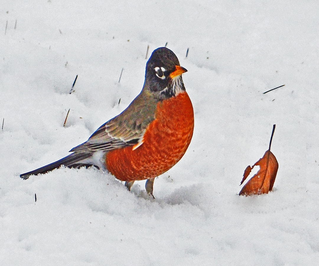 American Robin, Robin in Snow, Robin in Winter, Wildlife Art, for Bird ...