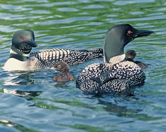 May include: Two adult common loons with black and white patterned feathers swim in a lake with two young loons. The adult loons have red eyes and black heads.