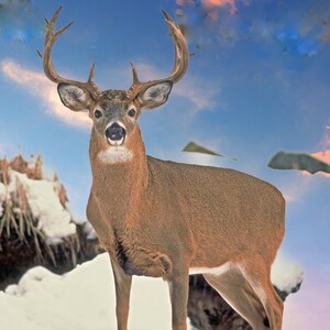 buck Whitetail Deer, large deer, Vermont wildlife, for animal lovers, buck deer in rut, for nature lovers, Title: &quot;Focused&quot;
