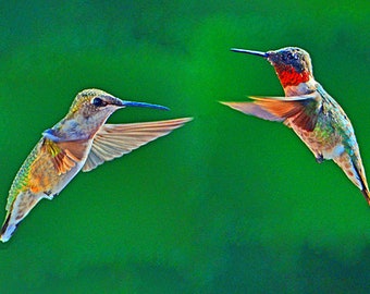Hummingbird courtship, Ruby-throated Hummingbirds, beautiful birds, small birds, flying hummingbirds, Title: "Love Is In the Air"