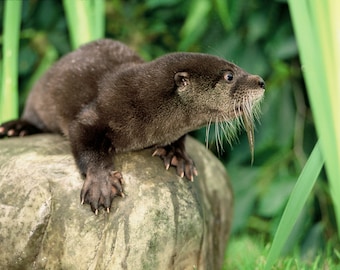 Small animal photos, wildlife photos, river otter photos, otter with fish, for wildlife lovers  Title: "Snacking"