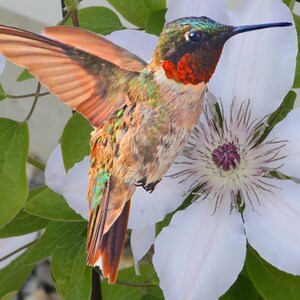 male Ruby-throated Hummingbird, hummer and Hibiscus flowers, pretty birds, for nature lovers, for bird lovers, Title: &quot;Summer&#39;s Hare !&quot;
