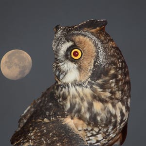 Long-eared Owl, Vermont wildlife, Fine art owl and full moon, for nature lovers, for bird lovers, Title: &quot; Full Moon Profile&quot;