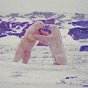 polar bear photos, polar bears fighting, arctic wildlife, Churchill,MB, for wildlife lovers, unique gift, Title: &quot;Arctic Heavyweights&quot;&quot;