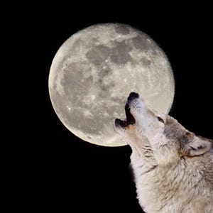 wolf and full moon, howling Gray Wolf, wildlife art, for wolf lovers, for nature lovers, unique gift, Title: &quot;Moonlight Serenade&quot;