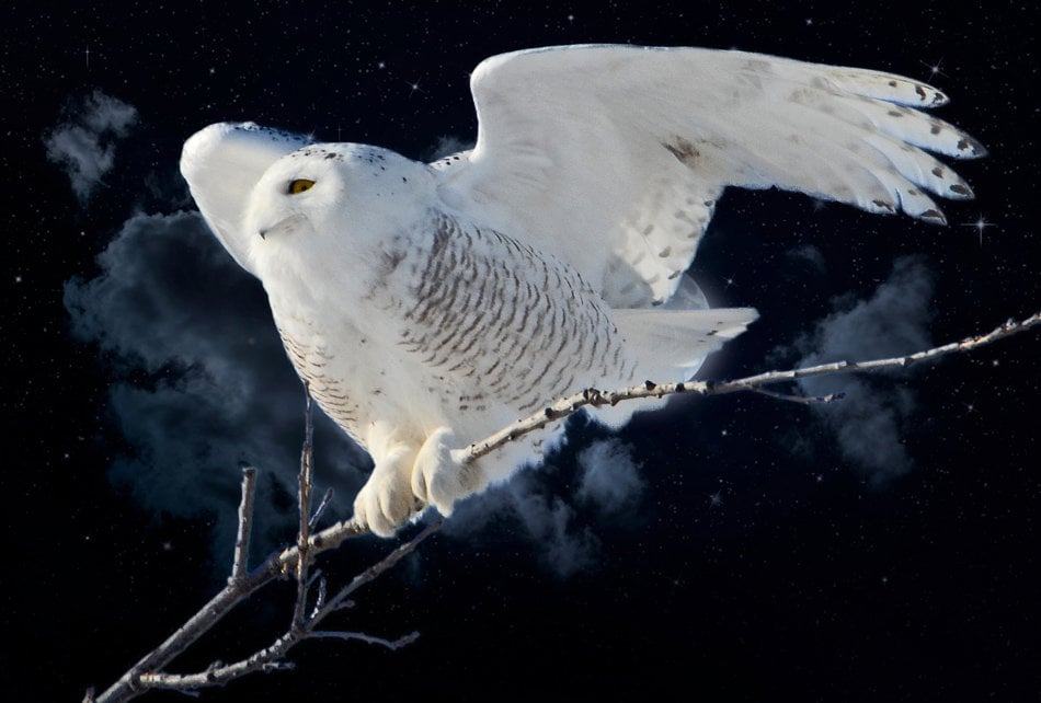 Snowy Owl, white owl, owl on limb, VT raptors, owl with outstretched wings, Vermont wildlife, for bi