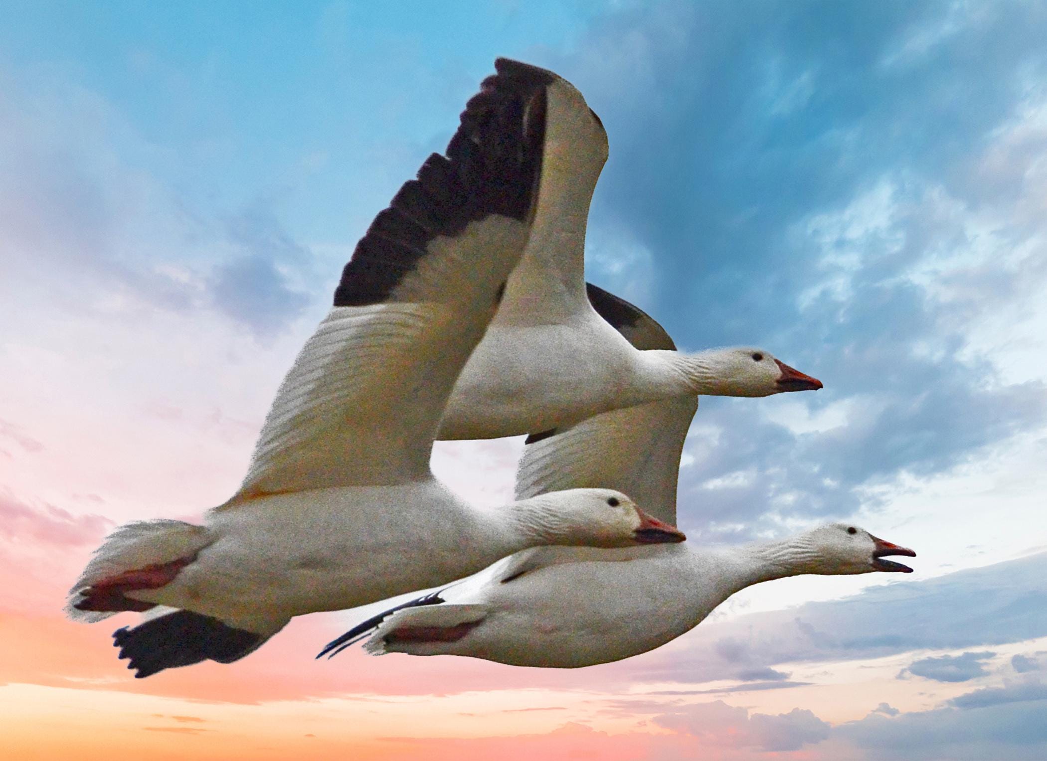 Snow Geese, Migratory Waterfowl, Flying Geese, Wildlife Fine Art