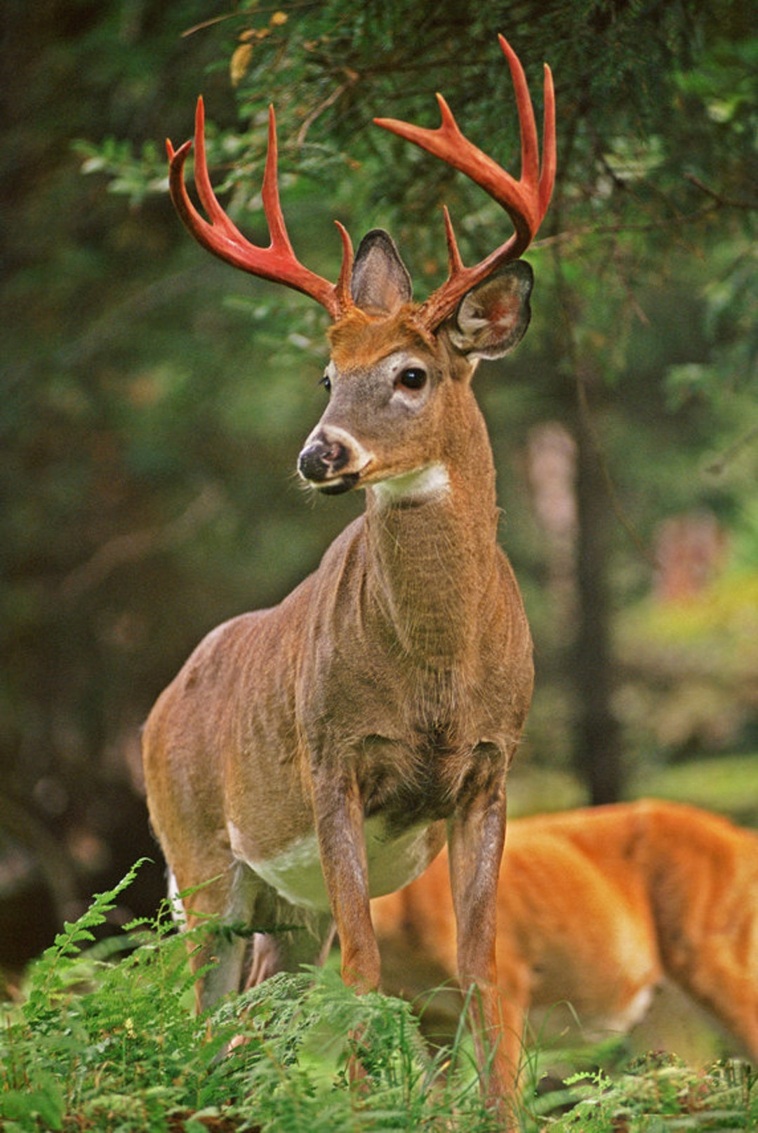 Download Experience the beauty of nature through our Bucks