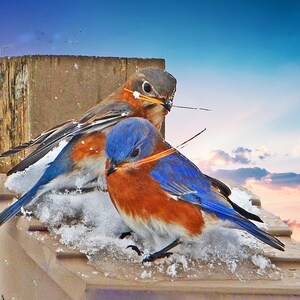 E. Bluebird pair, nest-building E. Bluebirds, for nature lovers, Mother&#39;s Day gift, Title: &quot;An Early Start&quot;