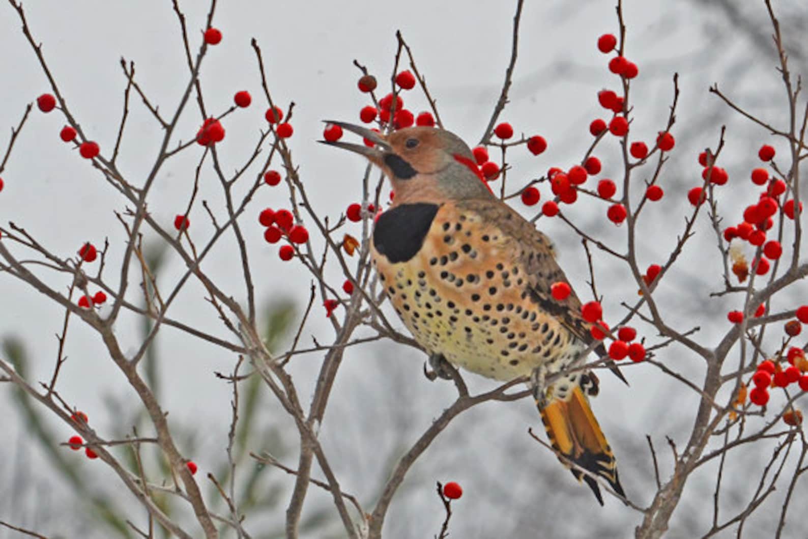 Northern Flicker bird eating berries wildlife art VT Etsy