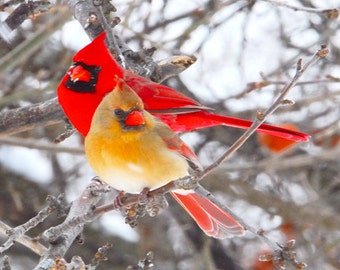 photo of Cardinals, wild bird photos, picture of mated cardinals, songbirds photo, Valentine's present,  Title: "Winter Limb Mates"