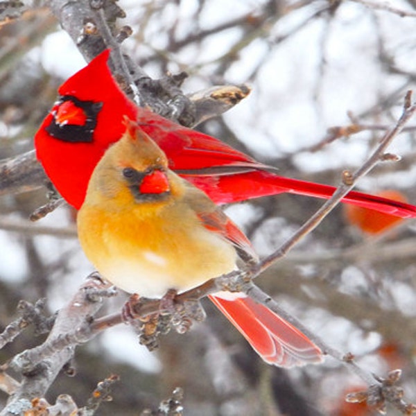 Foto von Kardinälen, Foto von wilden Kardinälen, Foto von begatteten Kardinälen, Foto von Singvögeln, Titel: ""Winter Limb Mates"""
