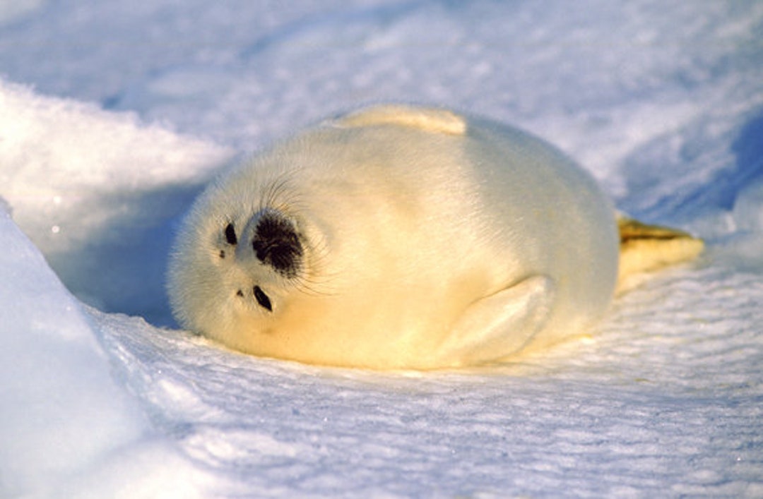 Harp Seal Pup on Birthing Iceflow Cute Baby Seals - Etsy