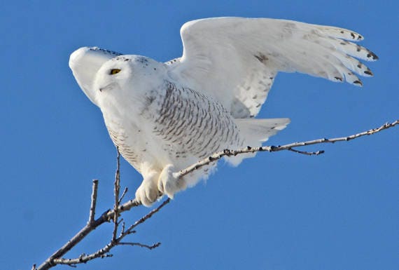 Harfang Des Neiges Hibou Blanc Hiboux Sur Branche Rapaces Etsy