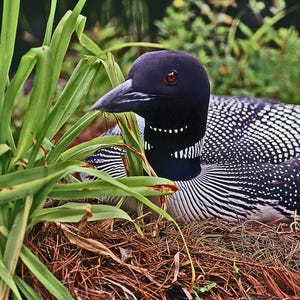 Common Loon photo, loon on nest, wildlife photo, wild bird photo, loon incubating eggs  Title: &quot;Incubation&quot;