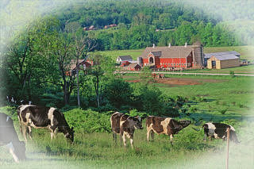 VT Farm Scene E. Rupert VT Holstein Cows VT Pastureland and Etsy