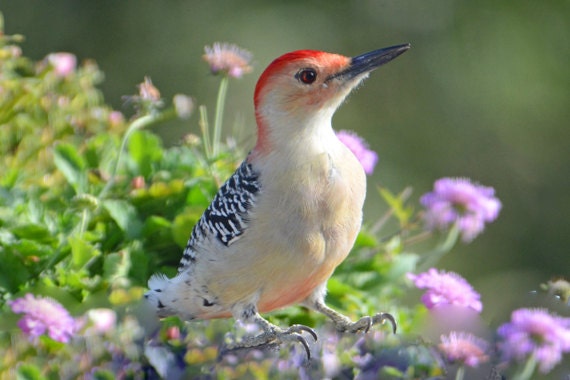 Red Bellied Woodpecker Vermont Wildlife Pretty Wild Birds Etsy