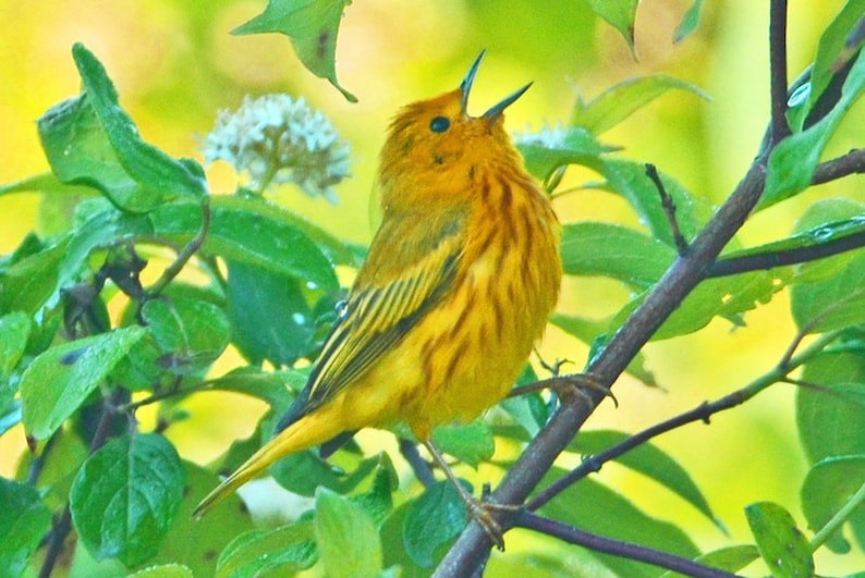 Yellow Warbler Photo, Songbird Photo, Singing Warbler, for Bird Lovers