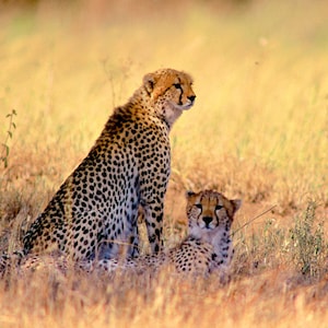 Pair of Cheetah, cheetah resting, Serengeti wildlife, African wildlife, for nature lovers, for animal lovers, Title: &quot;Togetherness&quot;