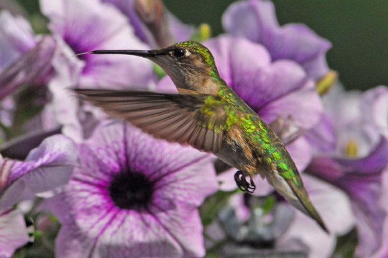 Kolibrie en bloemen, kolibrie tijdens de vlucht, wilde vogels en bloemen, voor vogelliefhebbers, voor natuurliefhebbers, Titel: Waar te beginnen afbeelding 1