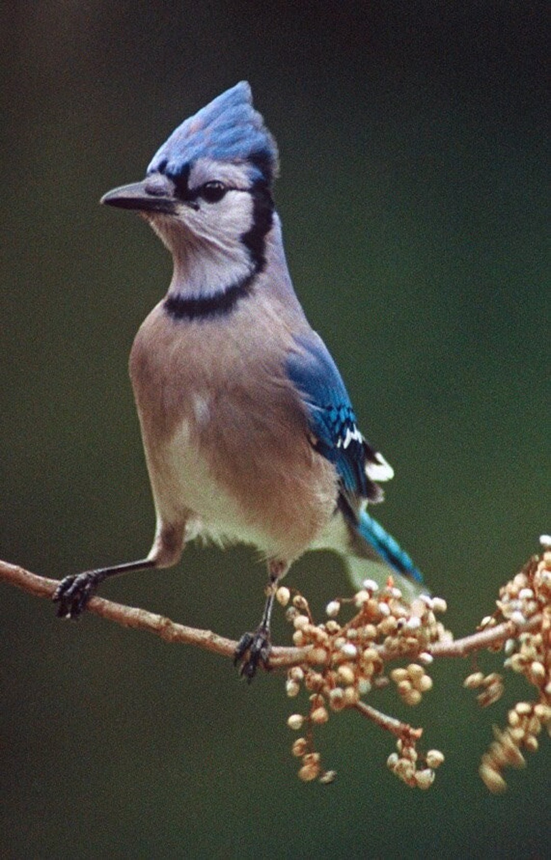 Blue Jay On Snowberry Limb Pretty Birds Vermont Wildlife Etsy 日本