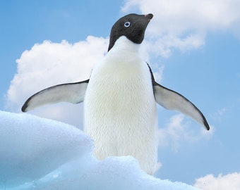 Adelie Penguin, Antarctic wildlife, penguin in snow, cute wildlife photos, for bird lovers, unique gifts, Title "An Antarctic Welcome"