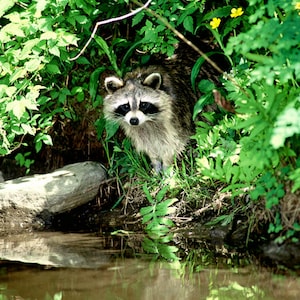 Wasbeer foto, wasbeer aan de rand van het water, schattig klein wild dier, voor dierenliefhebbers, Titel: &quot;Pauze bij de vijver&quot;